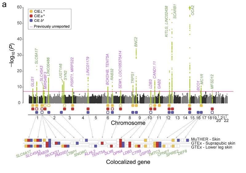 LG생활건강 “피부톤에 영향 주는 원인 유전자 규명”